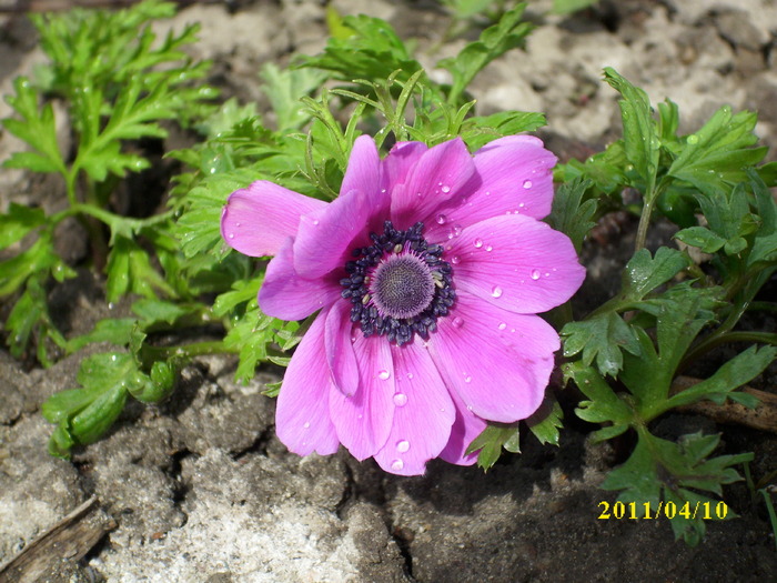 anemona - 2011 mai multa primavara-multe flori
