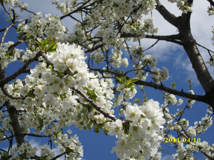 DSCI1330 - 2011 mai multa primavara-multe flori