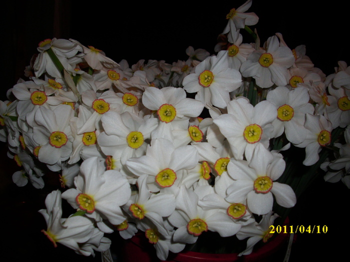 DSCI1678 - 2011 mai multa primavara-multe flori