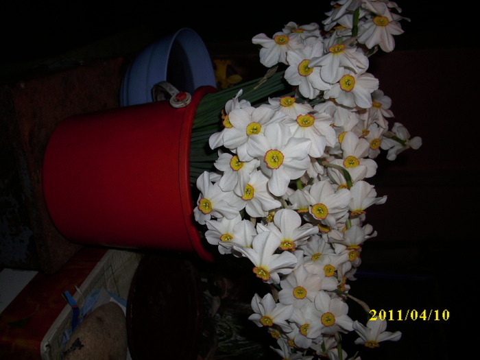 DSCI1679 - 2011 mai multa primavara-multe flori