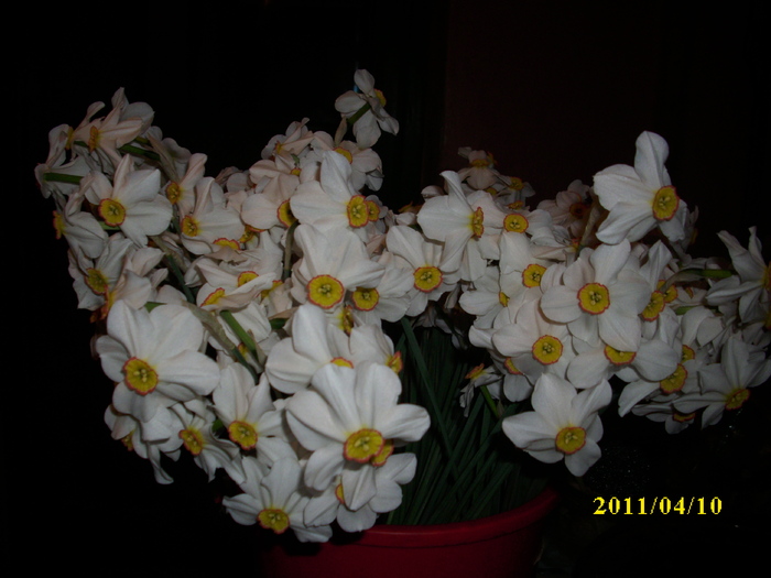 DSCI1680 - 2011 mai multa primavara-multe flori