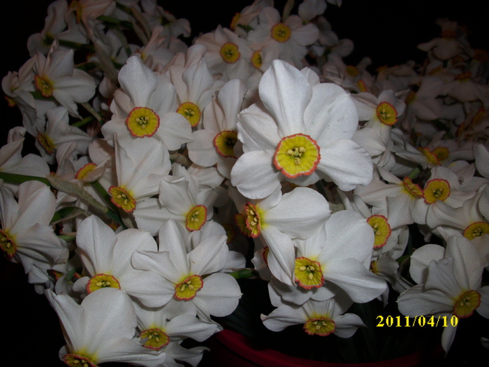 DSCI1681 - 2011 mai multa primavara-multe flori