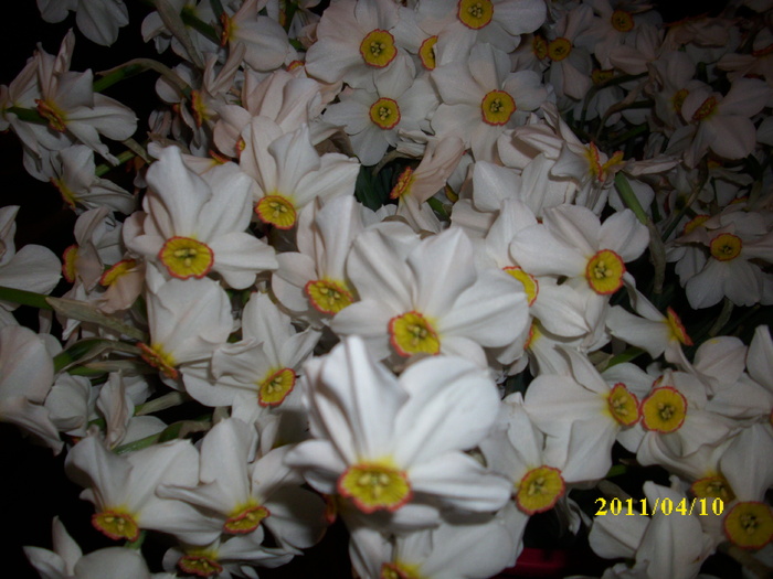 DSCI1682 - 2011 mai multa primavara-multe flori