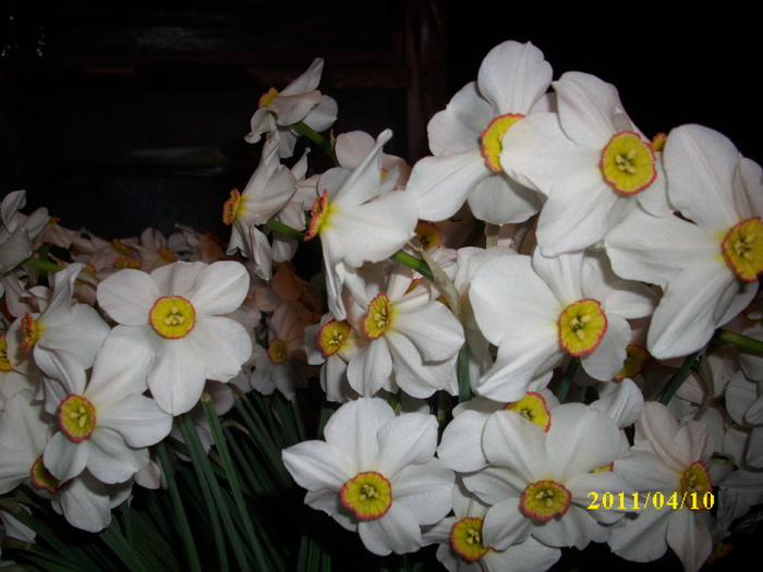 DSCI1684 - 2011 mai multa primavara-multe flori