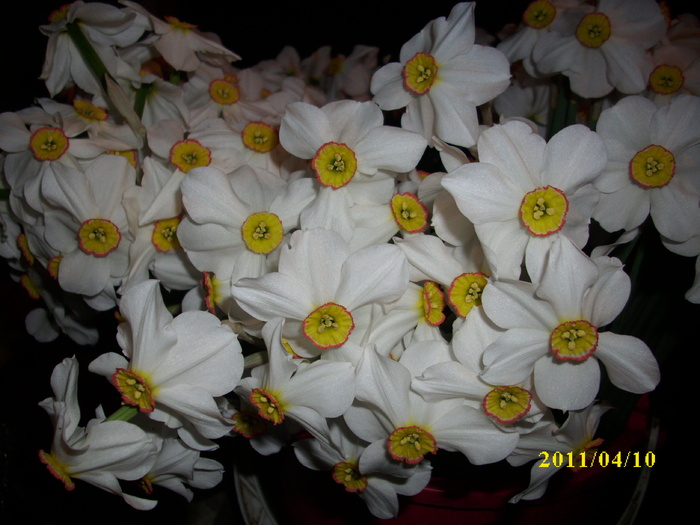 DSCI1685 - 2011 mai multa primavara-multe flori