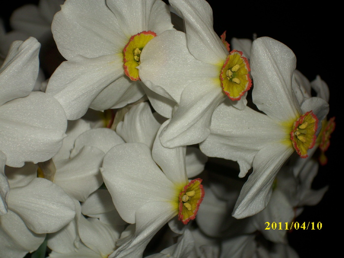 DSCI1688 - 2011 mai multa primavara-multe flori
