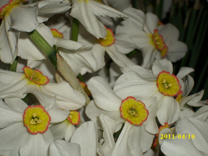DSCI1689 - 2011 mai multa primavara-multe flori