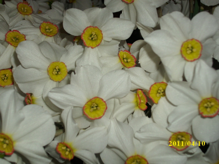 DSCI1693 - 2011 mai multa primavara-multe flori