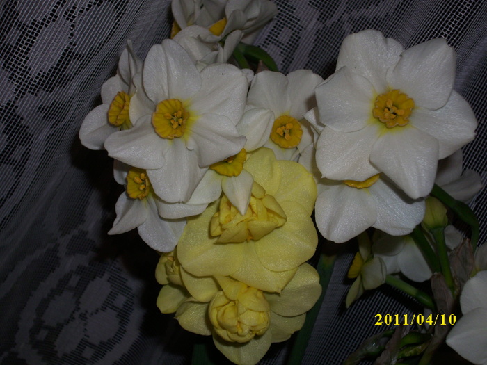 DSCI1695 - 2011 mai multa primavara-multe flori
