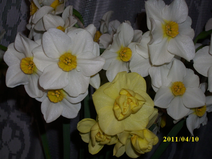 DSCI1696 - 2011 mai multa primavara-multe flori