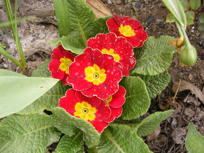 DSCF6286