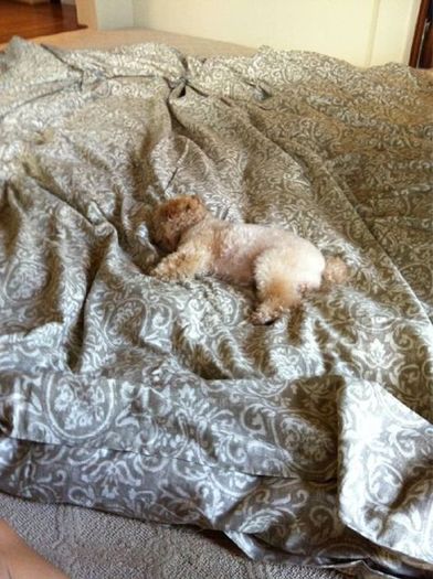 Ashley-Tisdale-Dog-Maui - ashley tisdale si catelul ei maui