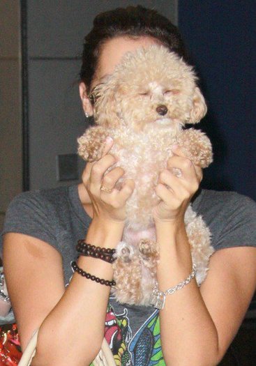 das (49) - ashley tisdale si catelul ei maui