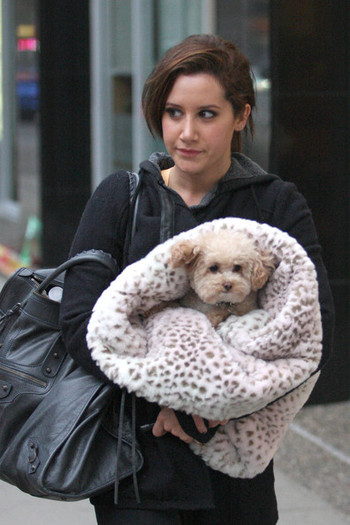 de - ashley tisdale si catelul ei maui