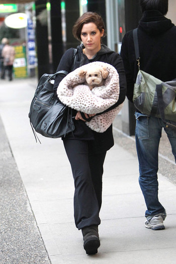h - ashley tisdale si catelul ei maui