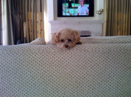maui-cute-face - ashley tisdale si catelul ei maui