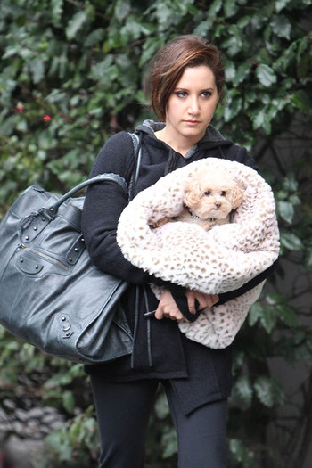 oi - ashley tisdale si catelul ei maui