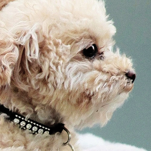 perfil_maui___by_outstandinglove-d3bfimk - ashley tisdale si catelul ei maui