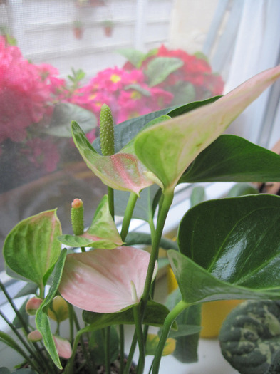 IMG_5441 - Anthurium 2011