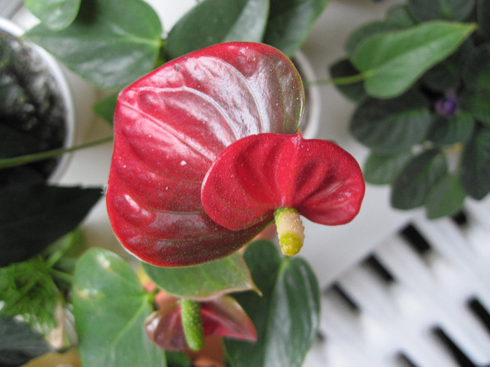 IMG_5451 - Anthurium 2011