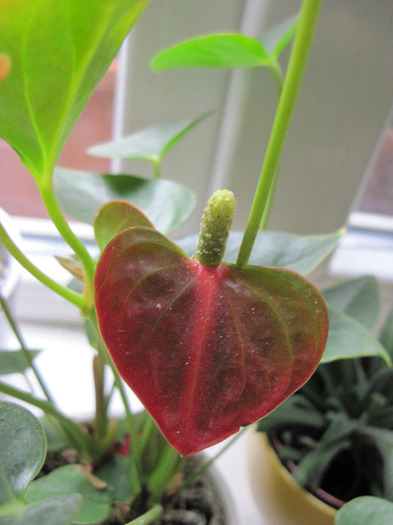 IMG_5452 - Anthurium 2011