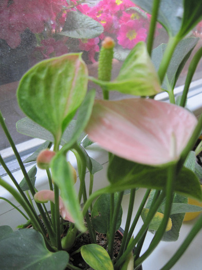 IMG_5454 - Anthurium 2011