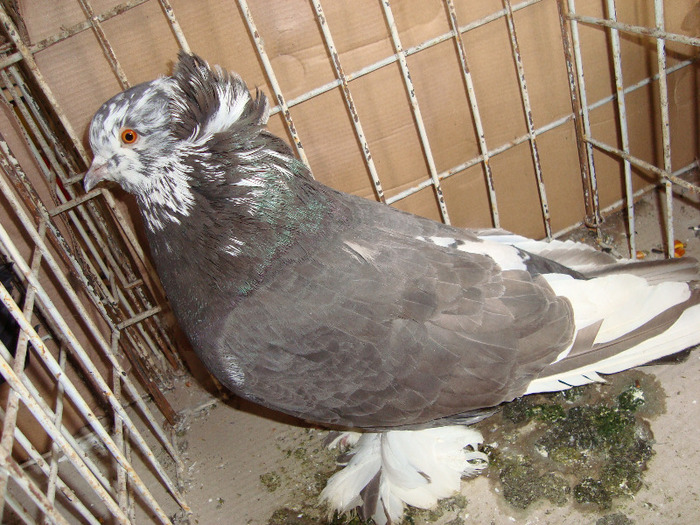 urias maghiar; uriars maghiar
