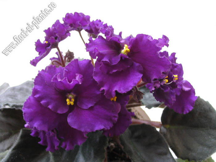 Saintpaulia Sequoia 1 - VIOLETE AFRICANE  - Saintpaulia