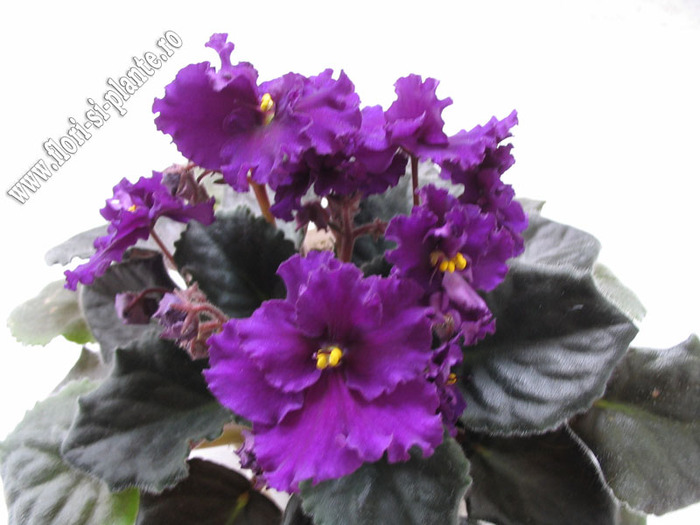 Saintpaulia Sequoia 2 - VIOLETE AFRICANE  - Saintpaulia