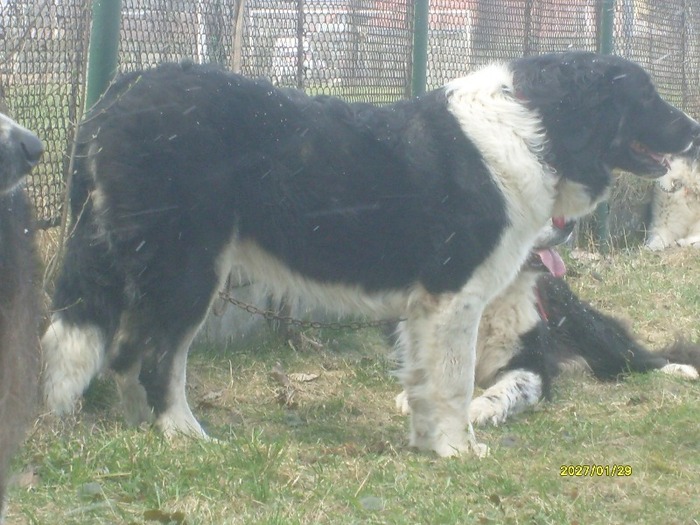 S7300025 - CIOBANESTI  DE BUCOVINA