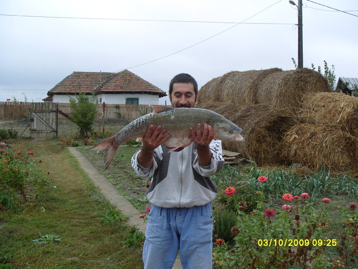 avat de dunare; mam gandit sa-i fac poza dupa ce l-am taiat la burta si am dat solzii jos!
