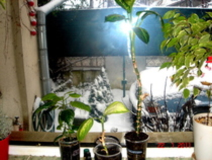 29394295_SHDSLETMI[1]