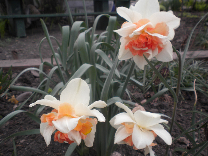 narcise [narcissus]