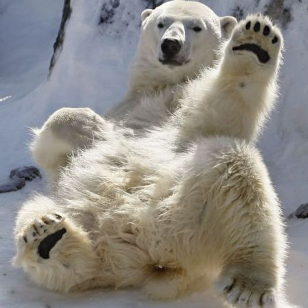 Urs polar dat pe spate - animale salbatice