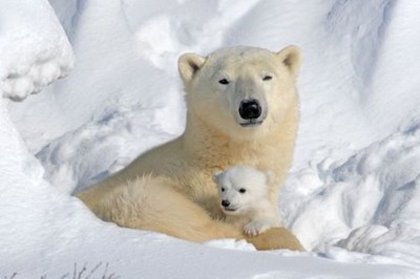 urs-polar - animale salbatice