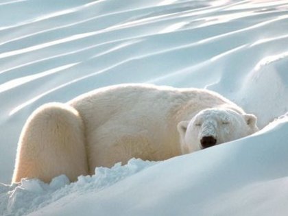 urs-polar10 - animale salbatice