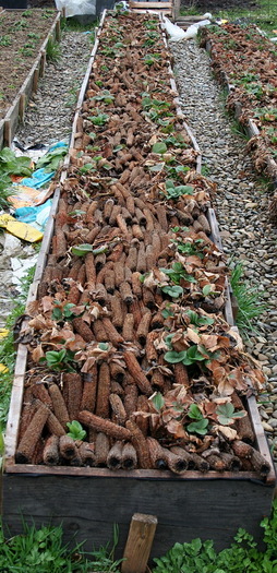 a doua lada - 12 aprilie 2011 - zzz Cultivati capsuni asa