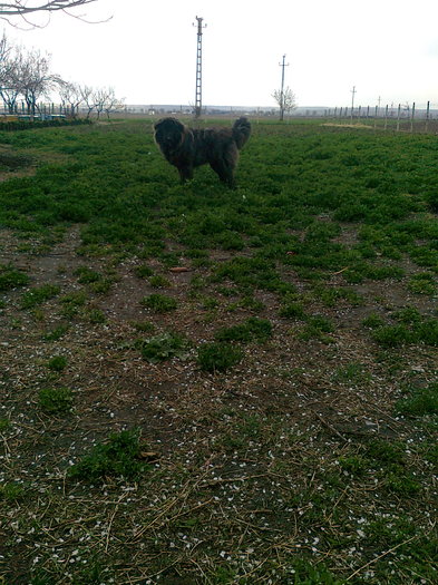 Fotografie0552 - ciobanesc  caucazian