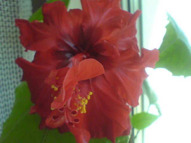 hibi rosu - hibiscus 2011