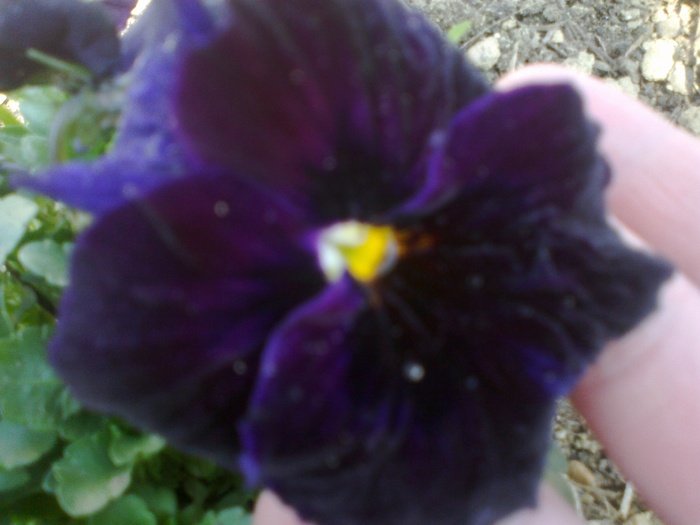 03042011117 - panselute