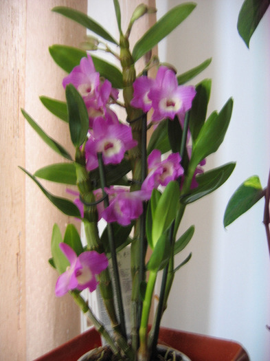 23 mai 2010 - Dendrobium Nobile