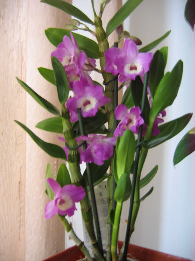 23 mai 2010 - Dendrobium Nobile