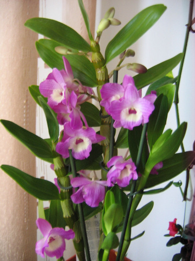 23 mai 2010 - Dendrobium Nobile