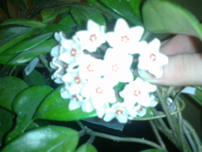 floare hoya carnosa - diverse