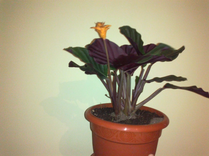 calathea crocata - diverse