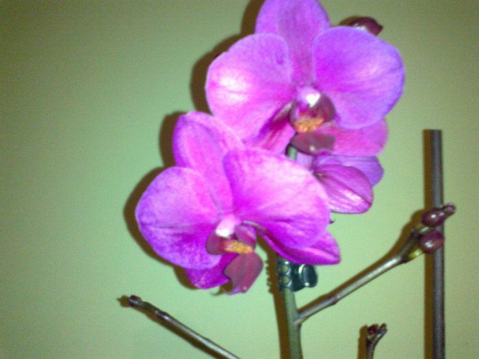 orhidee - diverse