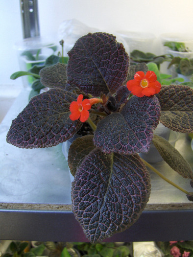 Chocolate Cream - Episcia