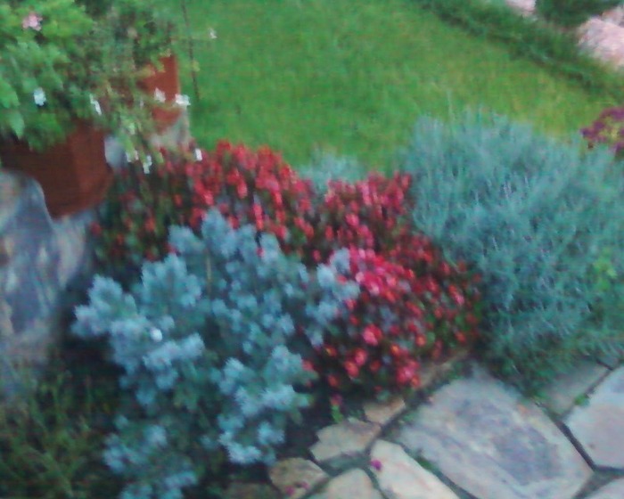 Fotografii-0010 - AMENAJARE GRADINA iaz 2008