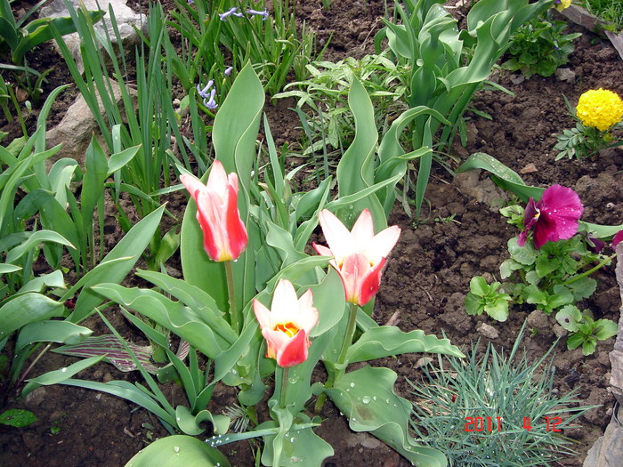 DSC09857 - PRIMAVARA 2011