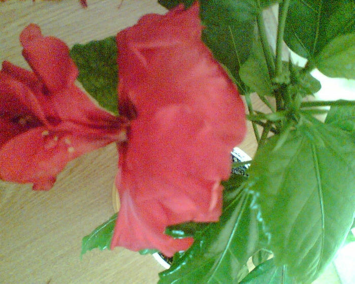 Picture 212 - Trandafiri japonezi